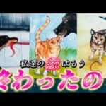 【⚠️深すぎ注意】このままサヨナラ？信じる？あの人との縁はもう終わったのかを視ます✨運命を感じるあの人の気持ち❤️復縁　連絡待ち　細密透視タロット　個人鑑定級✨