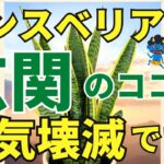 玄関のサンスベリアでお家の邪気を壊滅【風水アドバイザーがご紹介】