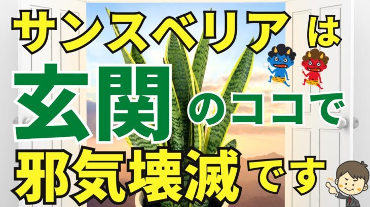 玄関のサンスベリアでお家の邪気を壊滅【風水アドバイザーがご紹介】