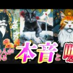 【驚きのガチ本音💗】ヤバすぎる💦あの人の本音💗と嘘🤥　超正直なあの人の気持ちをお伝えします💌　個人鑑定級✨タロット占い