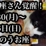 とんでもないことが起こる？ついに7月5日！今週のうお座さんIs something amazing happening? It’s finally July 5th! Pisces this week
