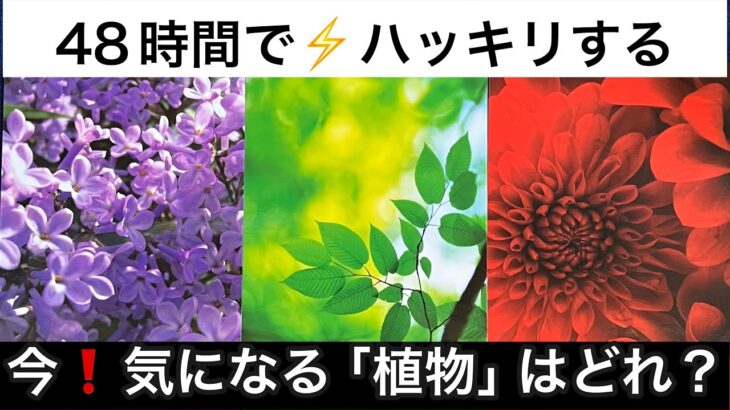 【何かが転じる⚡️大好転の預言】この今日❗️あなたに急いで伝えたい✨緊急メッセージ💌🏇【ルノルマンカードリーディング占い】恐ろしいほど当たる😱