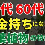 50代、60代から金運覚醒の観葉植物【風水アドバイザーがご紹介】
