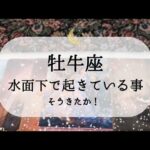 【牡牛座】【準備完了】水面下ではすごいことになってます😮
