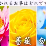 【タロット🦋‪】あの人の本音。隠された本当の気持ち