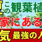 夏の最強運気の観葉植物ベスト7【風水アドバイザーがご紹介】