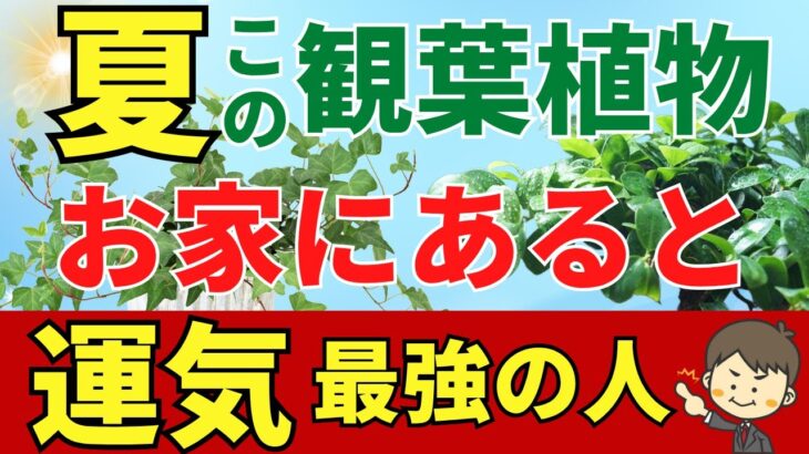 夏の最強運気の観葉植物ベスト7【風水アドバイザーがご紹介】
