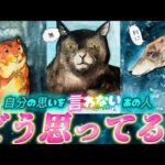 【ガチ透視】なぜ言わない⁉️私のことホントはどう思ってる？あの人が本音で語るあなたへの超正直な気持ち💗　透視タロット　個人鑑定級✨