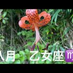 2025年8月乙女座♍️全体運#占い #タロット #オラクルカード #おとめ座 #乙女座