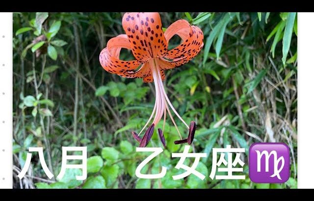 2025年8月乙女座♍️全体運#占い #タロット #オラクルカード #おとめ座 #乙女座