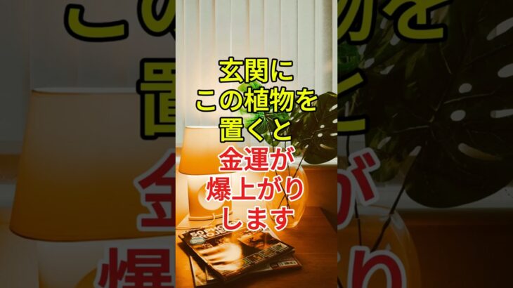 玄関にこの植物を置くと金運が爆上がりします🌿✨