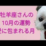 牡羊座さんの10月の運勢⭐️おひつじ、タロット占い🔮恋愛♥仕事♣️金運💰️健康🐶紫月ひかり✨️みっきー