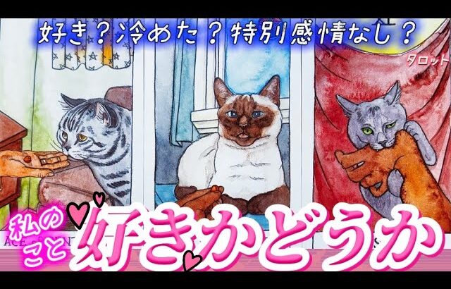 【ガチ透視】好きって思ってくれてるんかな…？あの人の気持ち💓本音❤️あなたへの好意についてお伝えします💌個人鑑定級✨タロット占い￼