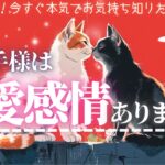❤️恋愛感情ある？❤️新シーズンSTART❤️お相手様の気持ち【辛口ありタロット本格有料鑑定級】