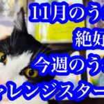 右肩上がりの11月！今週のうお座&11月のうお座　November is on the rise! Pisces this week & Pisces in November