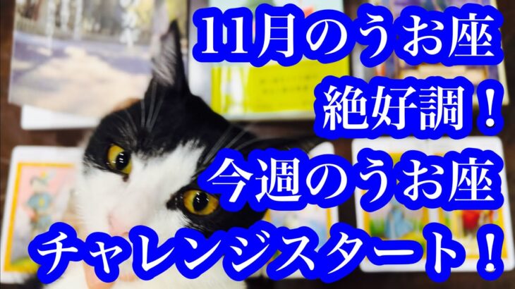 右肩上がりの11月!今週のうお座&11月のうお座 November is on the rise! Pisces this week & Pisces in November