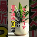 【風水】サンセベリアのおすすめの設置場所３選！　 #運気アップ #風水 #風水インテリア #運気アップ