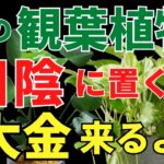 日陰の観葉植物で運気アップの秘密はコレ！【風水アドバイザーが解説します】