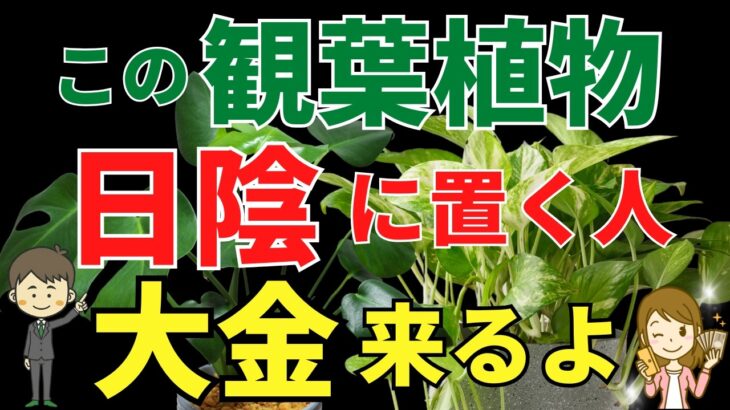 日陰の観葉植物で運気アップの秘密はコレ！【風水アドバイザーが解説します】