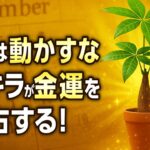 【11月のパキラを動かすな】置き場所で金運が爆上がりする理由🌿💰