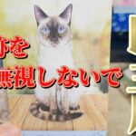 山羊座さん見て！12月前半は有り得ない体験をするよ🌈🌈【12月前半運勢】