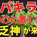 【金運落ちる】貧乏パキラに注意！風水アドバイザーが解説します