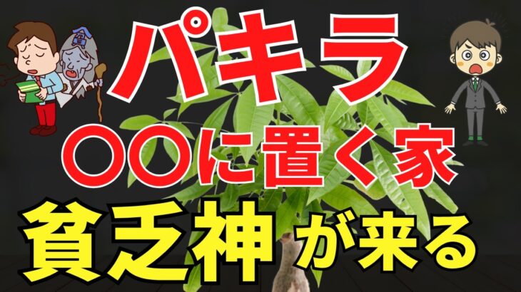 【金運落ちる】貧乏パキラに注意！風水アドバイザーが解説します
