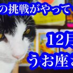 活躍！そして次へ繋がる！12月のうお座さん　Success! And the next step! Pisces in December