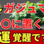 金運爆上げの冬ガジュマル！置き場所とお手入れ【風水アドバイザーが解説】