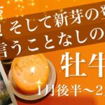 おうし座♉️2026年1月後半〜2月前半🌝実るねぇ、これは！滞りが一気に解消！ゴーサイン、進み出す、終了と新しい風、約束を果たすとき