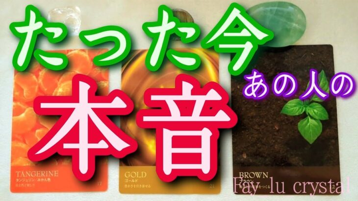 たった今お相手の【本音】忖度無し辛口有り❤️‍🔥サイキックタロットリーディング🪬人間関係・恋愛・仕事関係