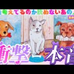 あまりにも正直すぎたあの人の本音💓ありのままお伝えします💌　個人鑑定級タロット占い