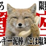 【蟹座】遠慮してたら「綺麗なジャイアン」はもらえません。風の時代、謙遜を捨てて欲望フルスロットルで生きる業務連絡。